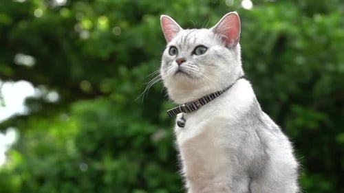 Nahaufnahme einer silbernen süßen Katze, die mit Naturhintergrund schaut