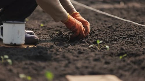 Hands Planting Seedling in the Garden Soil