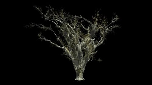 Swaying Dead Tree on Transparent Background for Halloween