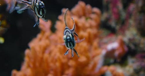 Banggai Cardinalfish nadando sobre raízes macias de mangue de coral na natureza