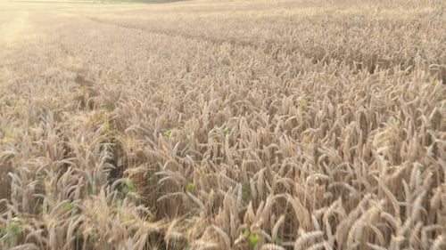 Common wheat field crops before sunset 4K drone footage
