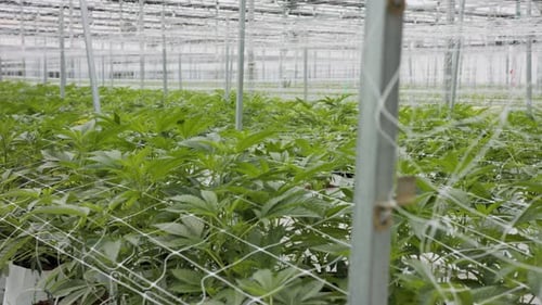 Rows of Green Plants Growing in Greenhouse