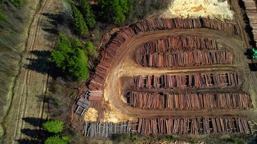 Gran cantidad de árboles talados en el aserradero