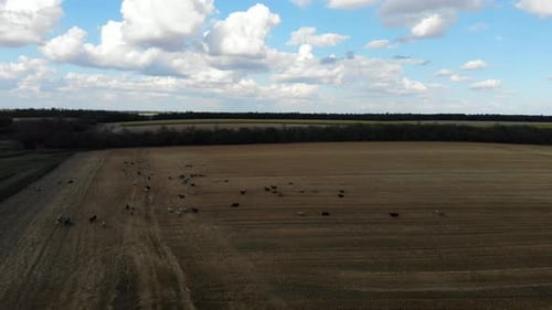 Top view of sheep in the pasture.