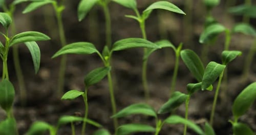 Many Small Organic Pepper Plants Growing On Garden Bed Plantation In Spring Season