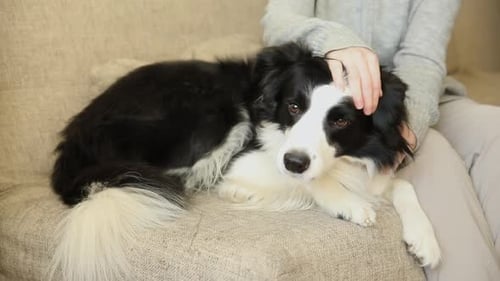 Unerkennbare Frau spielt mit süßem Hundewelpen Border Collie auf der Couch zu Hause drinnen