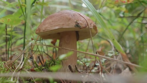 Mushroom Growing in Mossy Forest Environment