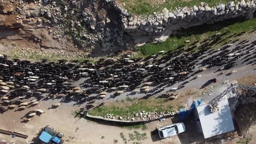 Large Flock of Sheep Walking Down Rural Road