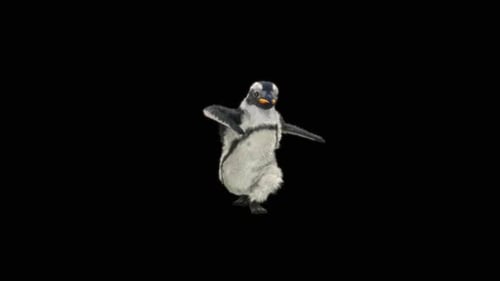 Penguin Dancing HD