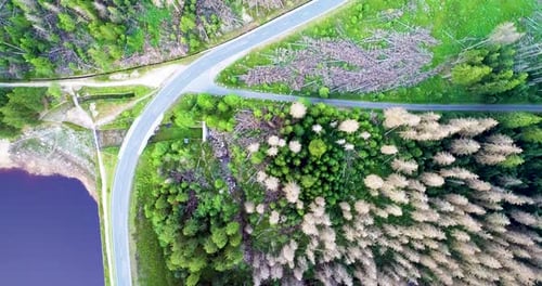 Drone abatido diretamente para baixo, vista superior, sobrevoa lago, floresta de pinheiros e estrada