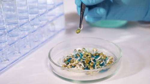 Gloved Hand Examining Mung Bean Sprouts in Laboratory