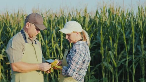 Farmers Man and Woman Work in the Field of Corn