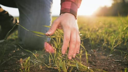 Farmer Hand Touches Green Wheat Crop Germ Agriculture Industry