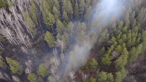 Aerial View of Forest Fire Aftermath and Smoke