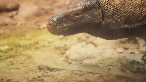 Komodo dragon with flicking tongue