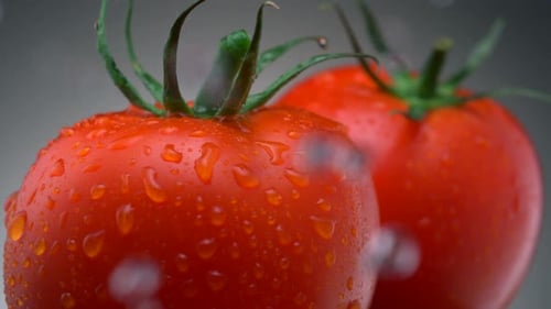 Fresh Red Tomatoes Sprinkled with Water Close Up