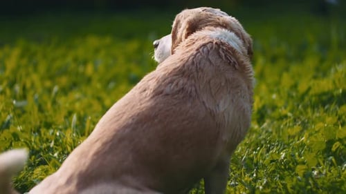 Adorable chien blanc mixte Beagle-Labrador assis sur l'herbe, après avoir été lavé