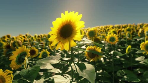 Beautiful Field of Blooming Sunflowers Against Sunset Golden Light