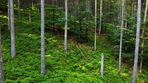Forêt magique le matin