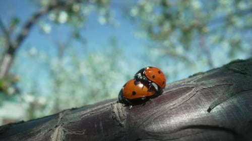 Zwei Marienkäfer paaren sich auf einem Apfelbaum an einem sonnigen Frühlingstag gegen einen blauen Himmel