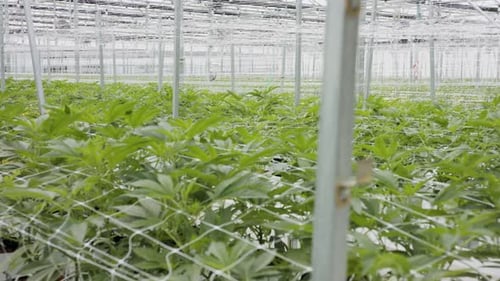 Rows of Plants Growing in Greenhouse Indoor