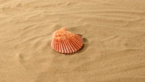 Sea Shells, Pink, on Sand, Rotation