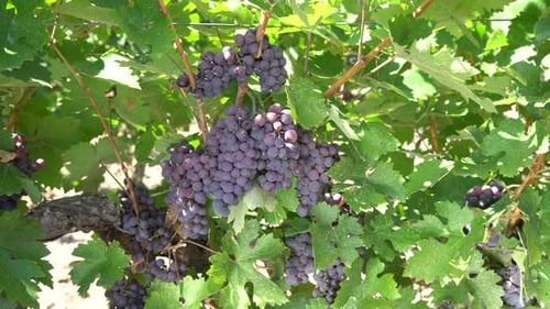 Schöne schwarze Traube im Weinberg