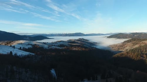 Foggy Green Pine Forest with Canopies of Spruce Trees and Sunrise Rays Shining Through Branches in