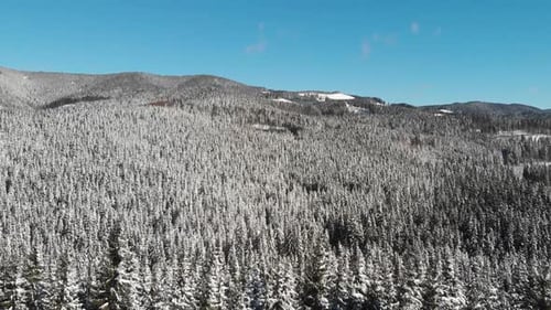 Winter Forest