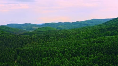 Summer Scene of Nature at Sunrise