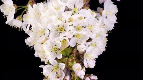 Cherry Blossoms Blooming on a Branch