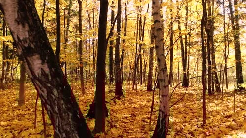 Colorful autumn forest wood