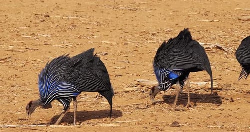 Geier-Meerschweinchen, Acryllium vulturinum, Gruppe im Samburu Park, Kenia, Echtzeit 4K