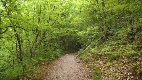 Caminho pela floresta verde da primavera