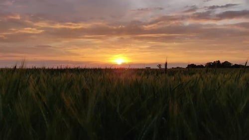 Beautiful Sunset Over A Large Field Of Green Wheat. The Sun Sets Over The Field