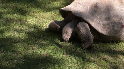 Galapagos Giant Turtle Eating
