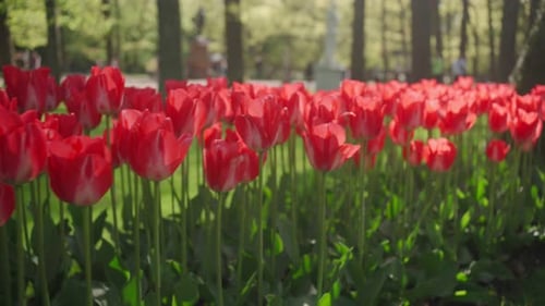 Lots of Beautiful Red Tulips and Flowers on the Green Lawn