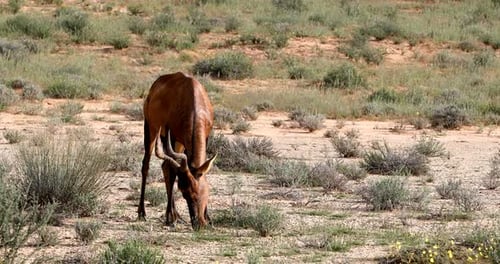Red Hartebeest in Kalahari South Africa