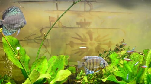 Aquarium 8