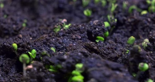 Tiny Green Sprouts Emerge from Dark Soil