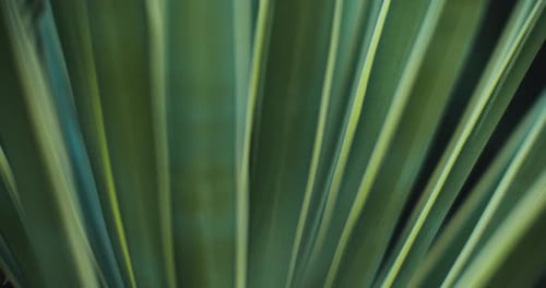 Close up of blue agave plant outside, shallow depth of field. BMPCC 4K