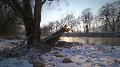 Peaceful Sunny Morning with Sunrise over Trees on River Bank