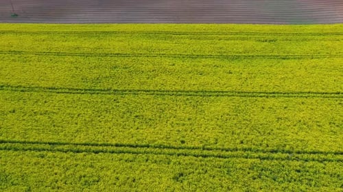 Flight Over Field With Flowering Canola Flowers Aerial Drone Footage