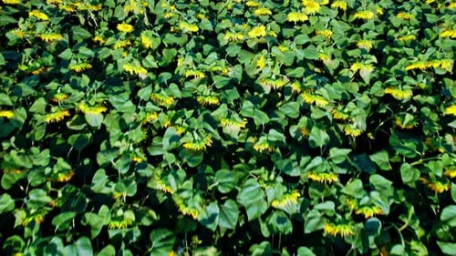 Aerial View of the Sunflowers Field