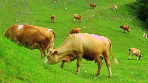 Cows Grazing on Green Meadow Hillside