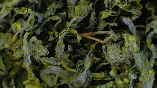 Rotating Pile of Jasmine Green Tea Macro Video