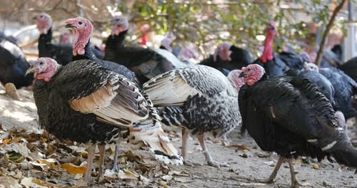 Wild Turkey bird on the farm