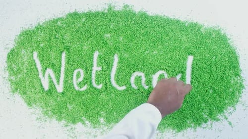 Hand Writes On Green Wetlands