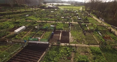 Vegetable Farm Aerial View