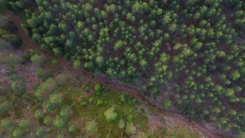 Scenic View From Above of Forest Trees and Pathway in the Middle